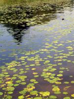 Teich vor Schloss Gripsholm