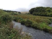 Vegetation im Dartmoor
