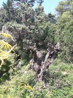 43_Garten_Hruska_Heller