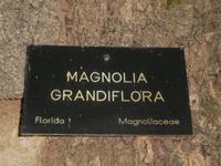 Isola Madre-fantastische Bäume