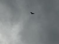 Adler?