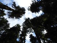 Cathedrale Trail - Wanderung im Regenwald