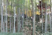 Hangzhou, Bambuswald im Lingyin Si Kloster