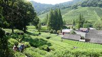 Hangzhou, Teedorf