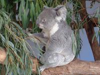 Koala im  Feathderdale Wildlife Park