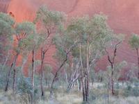Eukalyptus am Uluru