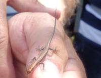 Gecko am Nourlangie Rock