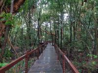 Mangroven in Palm Cove