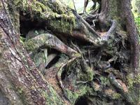 Wohnen hier die Wurzelkinder ? 