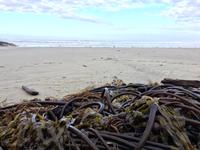 Kelp