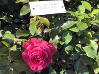 die 150 Jahre Canada Rose