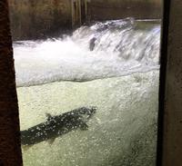 Lachse stringen in die Fischaufzucht