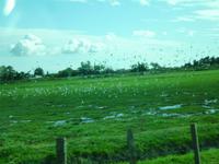 Landschaft in der Camargue