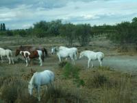 Camargue