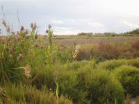Camargue