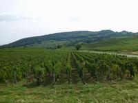 im Weingebiet Beaujolais