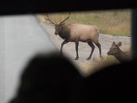 Hirsche haben Vorfahrt!