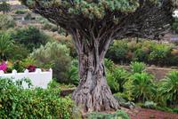 Icod de los Vinos - Drachenbaum