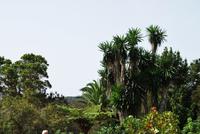 Garajonay National Park