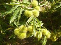 Esskastanien im Valle delle Ferriere 1