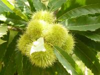 Esskastanien im Valle delle Ferriere 2