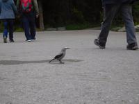 Erste Wildtiersichtung in Kanada