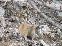 Streifenhörnchen - zweite Wildtiersichtung in Kanada