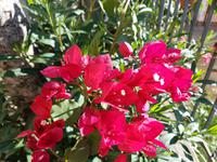 Italien, Cilento, Bougainvillea (Drillingsblume)