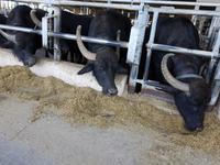 Italien, Paestum, Büffelfarm Vannulo