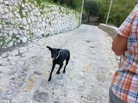 Italien, Wanderung zur Punta Campanella, Stella