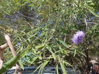 Italien, Cilento, Mönchspfeffer