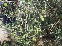 Italien, Cilento, Olivenbaum