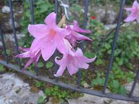 Italien, Jersey Lilie