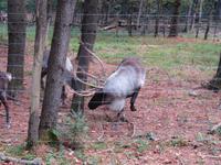 Omega Wildpark Karibou