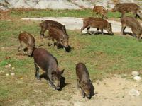 Omega Wildpark Wildschweine