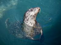 Robben Oak Bay Marina