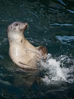 Robben Oak Bay Marina