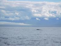 Buckelwal vor Victoria