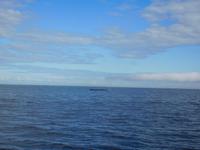 Whale-Watching in Victoria