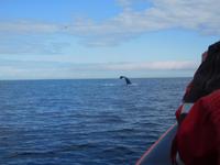 Whale-Watching in Victoria