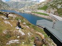 Am Grimselpass