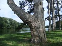 Uralter Baumbestand im Park von Laxenburg