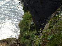 Eine Möve beim Schlafen erwischt!