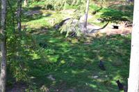 Wildlife Safari im Parc Omega