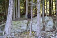 Wildlife Safari im Parc Omega