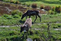 Wildlife Safari im Parc Omega - Caribous