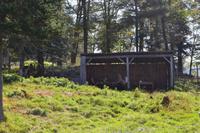Wildlife Safari im Parc Omega - Moose