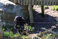 Wildlife Safari im Parc Omega - Schwarzbären