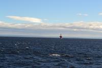 Whale Watching in Tadoussac