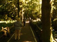 Spaziergang durch den Kanadischen Urwald